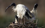 White ibis. Adults with chick on nest. Melbourne, Victoria, Australia, August 2006. Image © Sonja Ross by Sonja Ross.