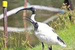 White ibis. Adult with begging juvenile. Cairns, Queensland, December 2016. Image © Imogen Warren by Imogen Warren.