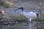 White ibis. Adult with freshwater crayfish. Burns Beach area, Western Australia, September 2015. Image © Marie-Louise Myburgh by Marie-Louise Myburgh.