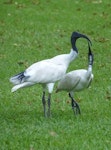 White ibis. Fledgling begging from adult. Hyde Park, Sydney, New South Wales, Australia, March 2014. Image © Alan Tennyson by Alan Tennyson.