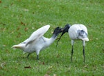 White ibis. Fledgling being fed. Hyde Park, Sydney, New South Wales, Australia, March 2014. Image © Alan Tennyson by Alan Tennyson.