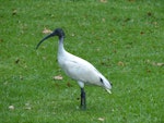 White ibis. Fledgling. Hyde Park, Sydney, New South Wales, Australia, March 2014. Image © Alan Tennyson by Alan Tennyson.