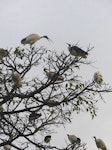 White ibis. Roosting in tree with straw-necked ibises. Cairns, Australia, July 2013. Image © Alan Tennyson by Alan Tennyson.