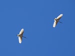 White ibis. Adults flying overhead. Canberra, Australia, November 2018. Image © R.M. by R.M..