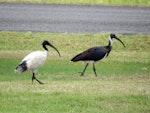 White ibis. Adult (left) with straw-necked ibis. Gatton, Queensland, Australia, April 2013. Image © Koos Baars by Koos Baars.