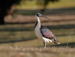 Straw-necked ibis. Adult. Kambah, Australian Capital Territory, July 2017. Image © Glenn Pure 2017 birdlifephotography.org.au by Glenn Pure.