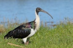 Straw-necked ibis. Adult in breeding condition. Herdsman Lake, Perth, Western Australia, February 2018. Image © William Betts 2018 birdlifephotography.org.au by William Betts.