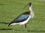 Straw-necked ibis. Adult. Parliament House, Canberra, May 2017. Image © R.M. by R.M..