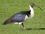 Straw-necked ibis. Adult. Parliament House, Canberra, May 2017. Image © R.M. by R.M..