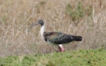 Straw-necked ibis. Adult in breeding condition. Altona, Victoria, February 2016. Image © Kathy Zonnevylle 2016 birdlifephotography.org.au by Kathy Zonnevylle.