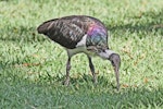 Straw-necked ibis. Adult. Northern Territory, Australia, July 2012. Image © Dick Porter by Dick Porter.