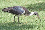 Straw-necked ibis. Adult. Northern Territory, Australia, July 2012. Image © Dick Porter by Dick Porter.