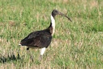 Straw-necked ibis. Adult. Oxley Flats, Victoria, Australia, March 2010. Image © Cheryl Marriner by Cheryl Marriner.