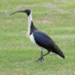 Straw-necked ibis. Adult on grass. Perth, April 2014. Image © Duncan Watson by Duncan Watson.