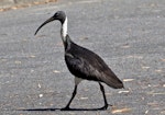 Straw-necked ibis. Adult. Port Douglas, Queensland, Australia, August 2015. Image © Rebecca Bowater by Rebecca Bowater FPSNZ AFIAP.