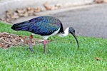 Straw-necked ibis. Adult. Queensland, Australia, September 2010. Image © Dick Porter by Dick Porter.