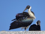 Straw-necked ibis. Adult. Parliament House, Canberra, May 2017. Image © R.M. by R.M..