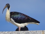 Straw-necked ibis. Adult. Parliament House, Canberra, May 2017. Image © R.M. by R.M..