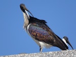 Straw-necked ibis. Adult. Parliament House, Canberra, May 2017. Image © R.M. by R.M..