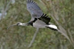 Straw-necked ibis. Immature in flight. Bulleen, Victoria, June 2017. Image © Rodger Scott 2017 birdlifephotography.org.au by Rodger Scott.