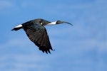 Straw-necked ibis. Adult in flight. Edithvale wetlands, Victoria, June 2011. Image © George Pergaminelis 2011 birdlifephotography.org.au by George Pergaminelis.