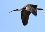 Straw-necked ibis. Immature in flight. Swan Lake, Phillip Island, Victoria, March 2017. Image © Con Duyvestyn 2017 birdlifephotography.org.au by Con Duyvestyn.