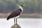 Straw-necked ibis. Immature. Karkarook Park, Victoria, April 2012. Image © George Pergaminelis 2012 birdlifephotography.org.au by George Pergaminelis.