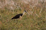 Straw-necked ibis. Immature. Roebuck plains, Broome, Western Australia, August 2014. Image © Roger Smith by Roger Smith.