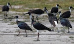 Straw-necked ibis. Adult flock. Laratinga Wetlands, South Australia, March 2016. Image © John Fennell by John Fennell.