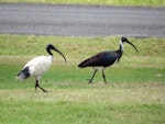 Straw-necked ibis. Adult (right) with white ibis. Gatton, Queensland, Australia, April 2013. Image © Koos Baars by Koos Baars.