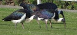 Straw-necked ibis. Adults feeding. Parliament House, Canberra, May 2017. Image © R.M. by R.M..