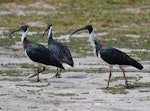 Straw-necked ibis. Three adults. Laratinga Wetlands, South Australia, March 2016. Image © John Fennell by John Fennell.