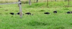 Straw-necked ibis. Flock feeding in a paddock. Gatton, Queensland, Australia, April 2013. Image © Koos Baars by Koos Baars.