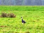 Straw-necked ibis. Adult - first New Zealand record. Tarras, Central Otago, February 2009. Image © Erik Forsyth by Erik Forsyth.