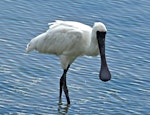 Royal spoonbill | Kōtuku ngutupapa. Juvenile feeding. Nelson Haven, May 2014. Image © Rebecca Bowater by Rebecca Bowater FPSNZ AFIAP.