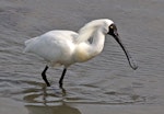 Royal spoonbill | Kōtuku ngutupapa. Adult male in breeding plumage. Wairau Bar, Marlborough, September 2014. Image © Rebecca Bowater by Rebecca Bowater FPSNZ AFIAP.