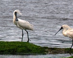 Royal spoonbill | Kōtuku ngutupapa. Breeding adult. Catlins, Otago, January 2010. Image © Joke Baars by Joke Baars.