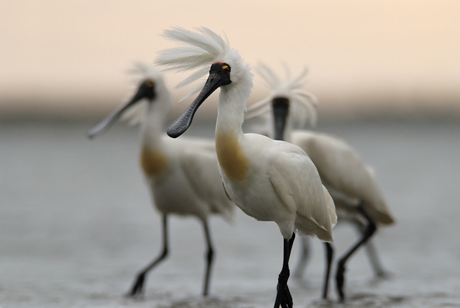 Royal spoonbill | Kōtuku ngutupapa. Adult in breeding plumage showing crest. Awarua Bay, January 2007. Image © Craig McKenzie by Craig McKenzie.