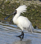 Royal spoonbill | Kōtuku ngutupapa. Adult in breeding plumage with bill open. Lower Hutt, January 2016. Image © Robert Hanbury-Sparrow by Robert Hanbury-Sparrow.