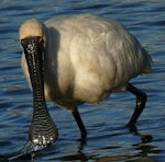 Royal spoonbill | Kōtuku ngutupapa. Adult foraging. Waikanae estuary, March 2012. Image © Roger Smith by Roger Smith.