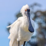 Royal spoonbill | Kōtuku ngutupapa. Breeding adult. Wairau River, September 2020. Image © Derek Templeton by Derek Templeton.