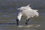 Royal spoonbill | Kōtuku ngutupapa. Subadult feeding, with feathers ruffled by wind. Lake Ellesmere, March 2014. Image © Steve Attwood by Steve Attwood.