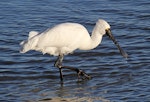 Royal spoonbill | Kōtuku ngutupapa. Non-breeding adult feeding. Whanganui River estuary, Whanganui, July 2012. Image © Ormond Torr by Ormond Torr.