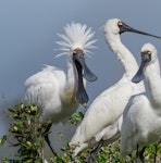 Royal spoonbill | Kōtuku ngutupapa. Adult in breeding plumage with crest raised. Western Springs, Auckland, August 2019. Image © Jonathan Mower by Jonathan Mower.