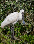 Royal spoonbill | Kōtuku ngutupapa. Juvenile. Western Springs, Auckland, August 2019. Image © Jonathan Mower by Jonathan Mower.