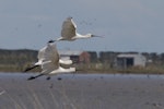 Royal spoonbill | Kōtuku ngutupapa. Juvenile (top) in flight with 2 adults. Lake Ellesmere, September 2012. Image © Steve Attwood by Steve Attwood.