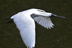 Royal spoonbill | Kōtuku ngutupapa. Adult in breeding plumage in flight. Waitangiroto River, January 2013. Image © Brian Anderson by Brian Anderson.