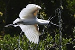 Royal spoonbill | Kōtuku ngutupapa. Adult in breeding plumage in flight showing underwings. Waitangiroto River, January 2013. Image © Brian Anderson by Brian Anderson.