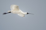 Royal spoonbill | Kōtuku ngutupapa. Side view of juvenile in flight. Miranda, January 2010. Image © Tony Whitehead by Tony Whitehead.