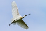 Royal spoonbill | Kōtuku ngutupapa. Adult with breeding plumage developing. Ambury Regional Park, August 2013. Image © Bruce Buckman by Bruce Buckman.